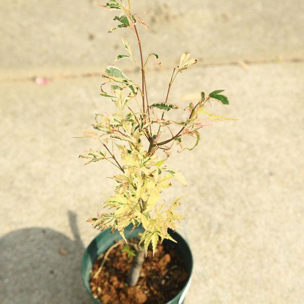 庭木・植木 庭木苗：花司モミジ*（はなつかさもみじ） もみじ 紅葉 緑