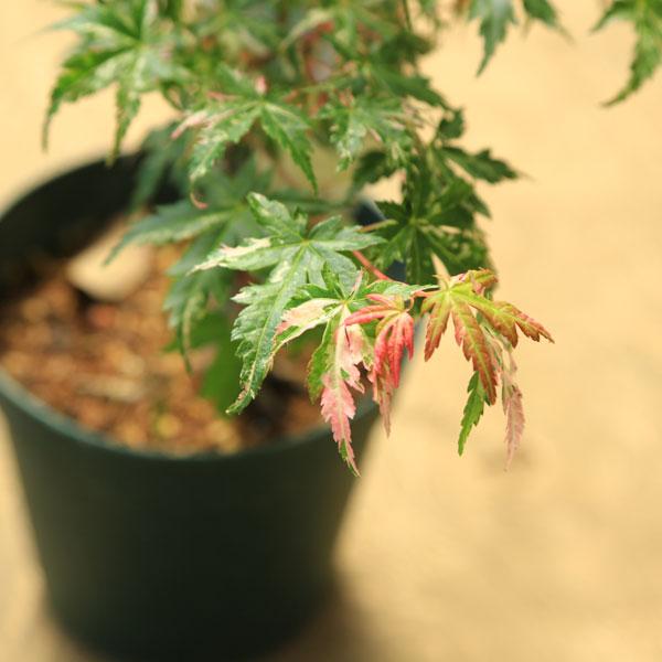 庭木・植木 庭木苗：鶴の舞モミジ*（つるのまい）もみじ 紅葉 ポット