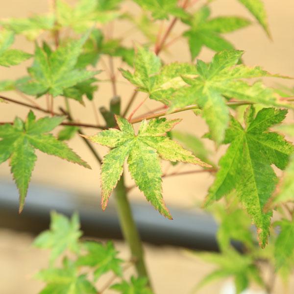 庭木・植木 庭木苗：小紋錦モミジ*（こもんにしきもみじ）こもんにしき