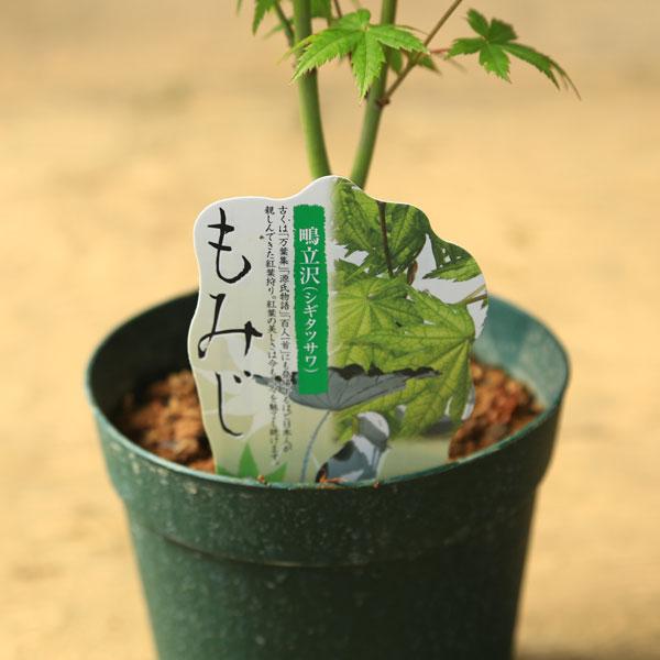 庭木・植木 庭木苗：鴫立沢モミジ（しぎたつさわ）もみじ 紅葉 ポット
