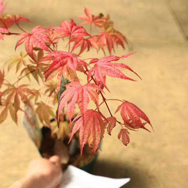 庭木・植木 庭木苗：芸者モミジ（げいしゃ） もみじ 紅葉 ポット
