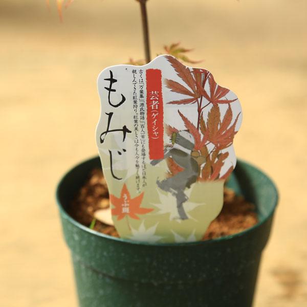 庭木・植木 庭木苗：芸者モミジ（げいしゃ） もみじ 紅葉 ポット