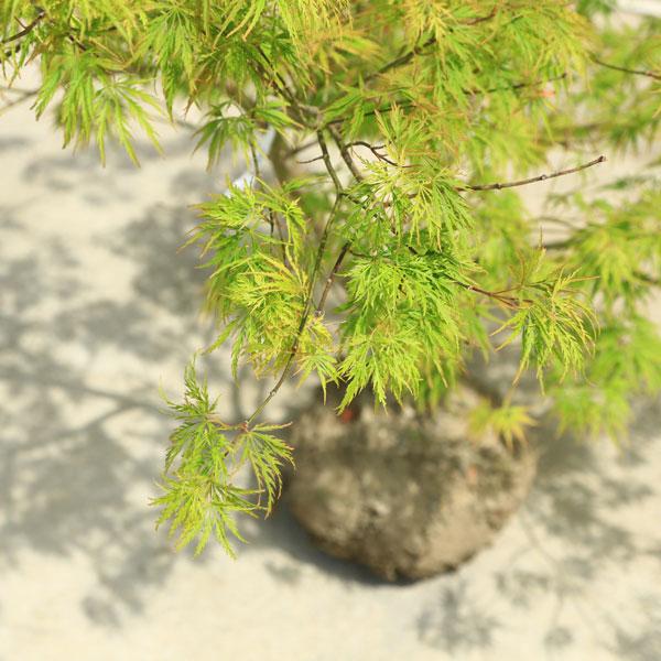 特撰庭木・植木：青しだれもみじ（青枝垂れ）* そのまま置ける大ポット