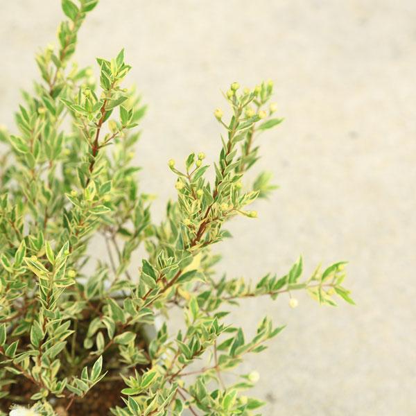 5.　斑入り銀梅花　フイリギンバイカ　マートル　抜き苗 楽天市場】斑入りギンバイカ（銀梅花） 5号 苗木 : 千草園芸