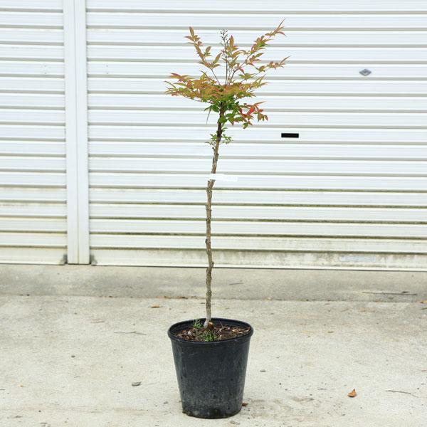 庭木・植木・希少品種：折鶴南天（おりづるなんてん）現品限り 佐川