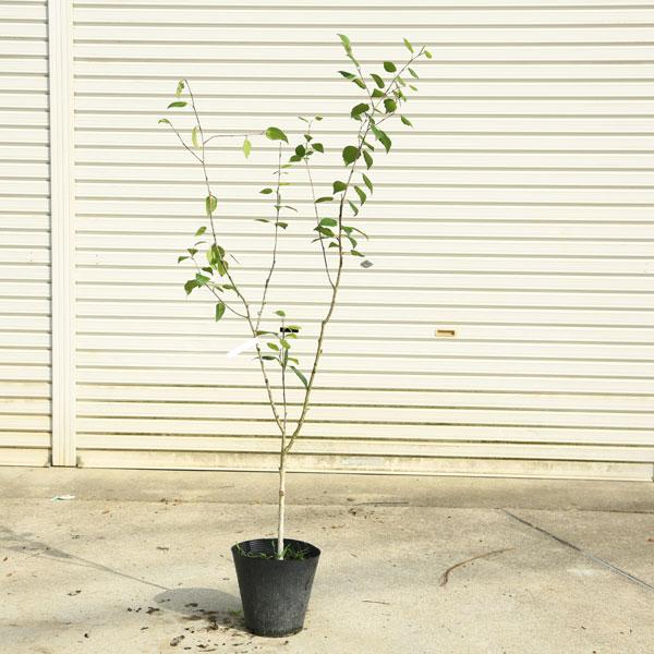 庭木・植木・希少品種：シラカバ（白樺）ジャクモンティ― 大株 現品