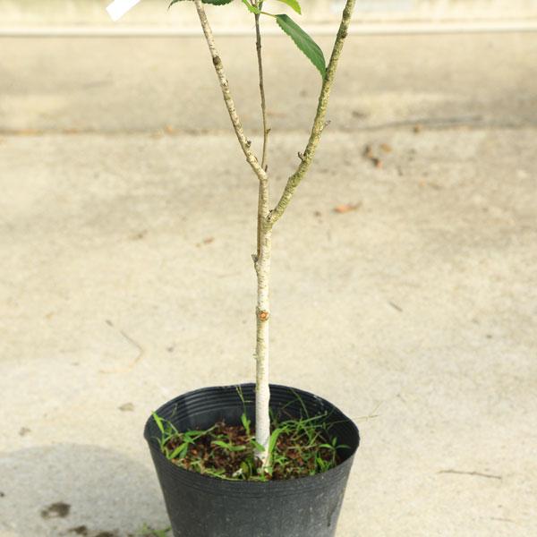 庭木・植木・希少品種：シラカバ（白樺）ジャクモンティ― 大株 現品