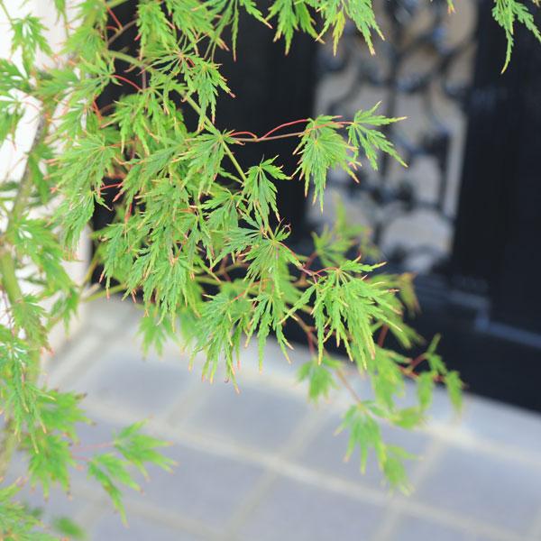 庭木・植木 庭木苗：青枝垂れモミジ（青しだれ） 陶器鉢 あおしだれ
