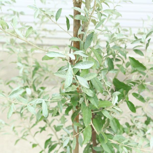 庭木・植木：ロシアンオリーブ（細葉グミ）ヤナギバグミ 特大 *佐川