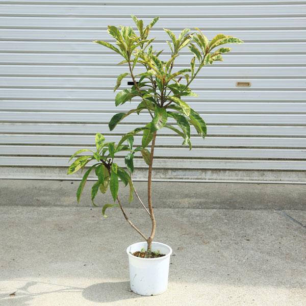 庭木 植木 珍品：斑入り枇杷の木*黄金覆輪葉 黄斑枇杷の木 樹高70cm