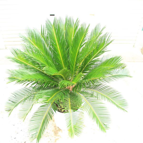 特選庭木・植木 ソテツ：蘇鉄*10号 全高100cm 現品限り 大型佐川急便