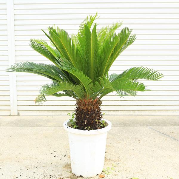 特選庭木・植木 ソテツ：蘇鉄*10号 全高100cm 現品限り 大型佐川急便