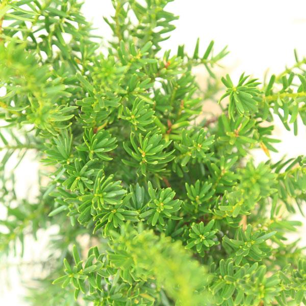 庭木 植木：キャラ 玉造り(きゃらたまづくり) *キャラボク 伽羅 : 遊恵