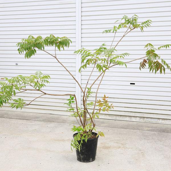 庭木・植木・珍品：櫨の木（はぜ）ハゼ ハゼの木 特大株*樹高：約120