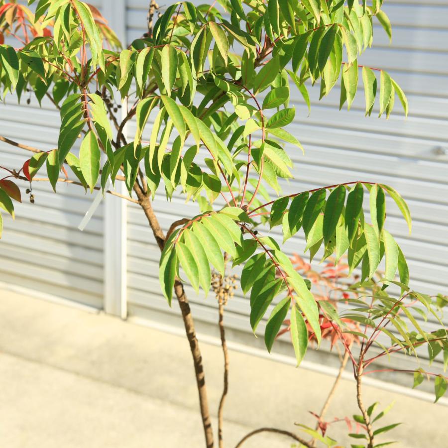 庭木・植木・珍品：櫨の木（はぜ）ハゼ ハゼの木 特大株*樹高：約120