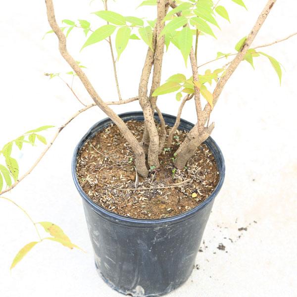 庭木・植木・珍品：櫨の木（はぜ）ハゼ ハゼの木 特大株*樹高：約120