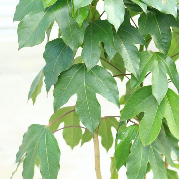 庭木・植木・鉢植え：カクレミノ（隠れ蓑）*佐川急便 かくれみの 硬質