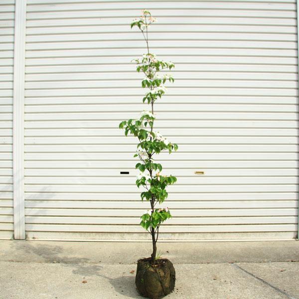 庭木・植木：源平ヤマボウシ（源平やまぼうし）*樹高：約130cm 佐川