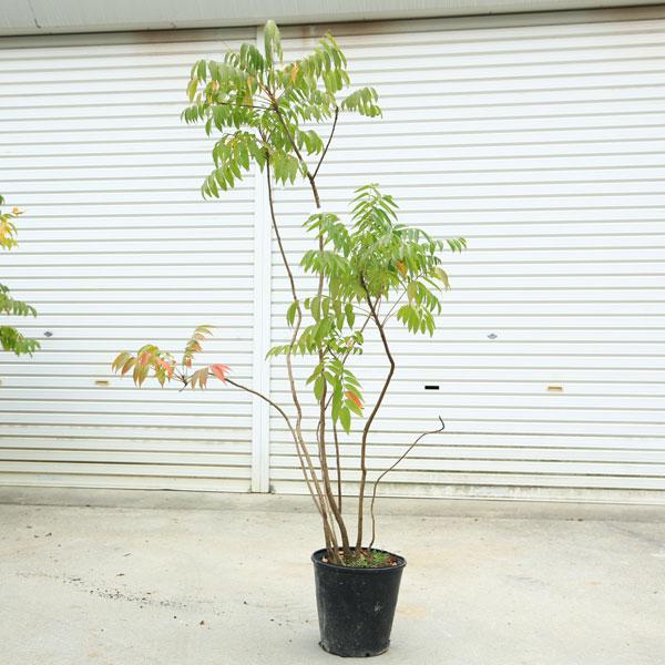 庭木・植木・珍品：櫨の木（はぜ）ハゼ　ハゼの木 現品限り　特大株*樹高：約120-130ｃｍ　*佐川急便 