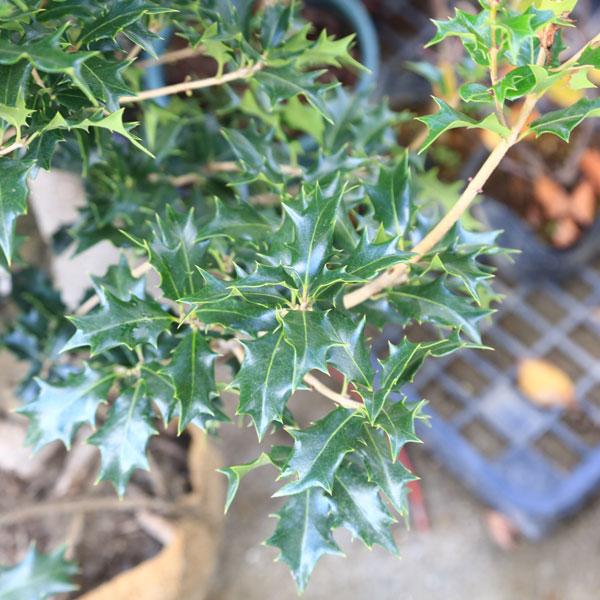 特撰庭木・植木：オニヒイラギ（おにひいらぎ）鬼柊 現品限り *根巻苗