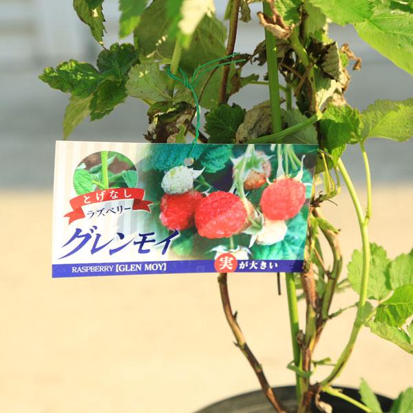 庭木・植木・果樹苗：グレンモイ（トゲなしラズベリー）5号大株 *大実
