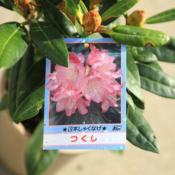 庭木 植木 懐かしい木：日本石楠花（にほんしゃくなげ）*日本