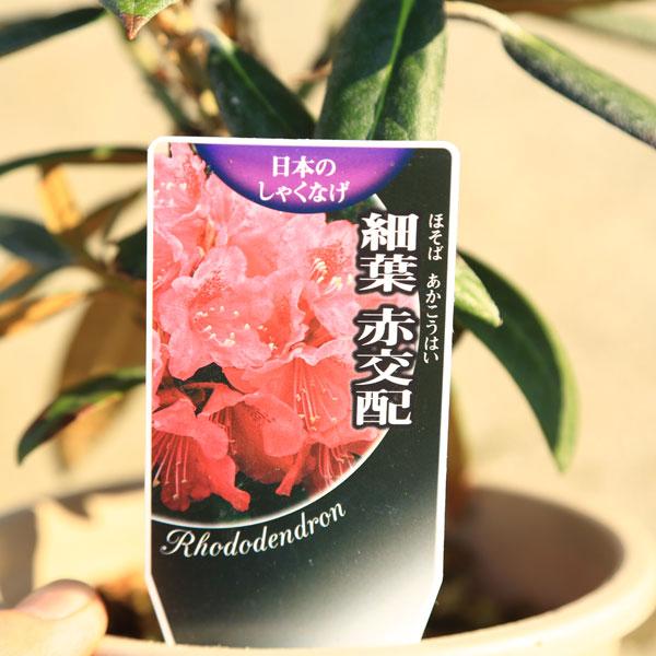 庭木 植木 懐かしい木：日本石楠花（にほんしゃくなげ）*日本