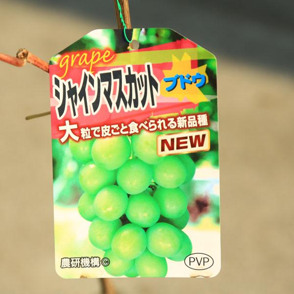 庭木・植木・果樹：ぶどう 苗（シャインマスカット）*樹高80cm PVP