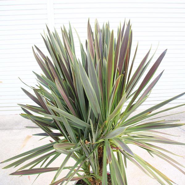 特撰庭木 植木：コルジリネ・オーストラリス・チョコレートミント