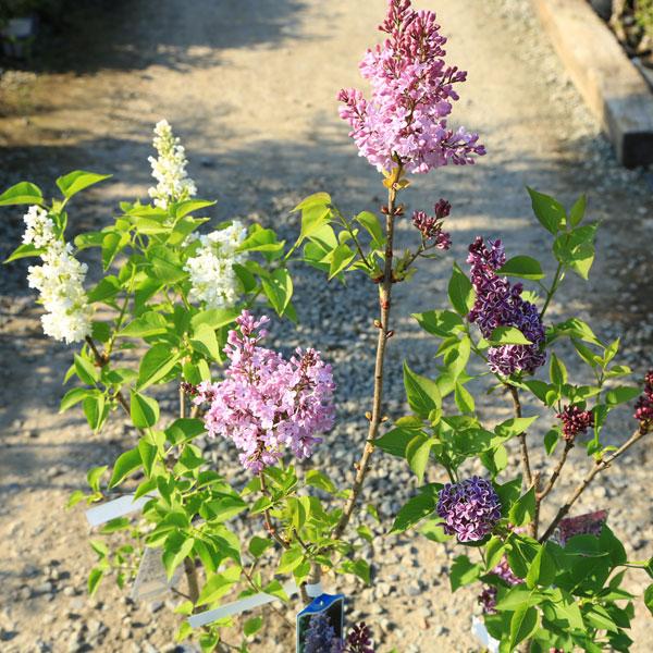 庭木　植木　花木：ライラック*花色選べます　リラの木｜y-bonsai｜02