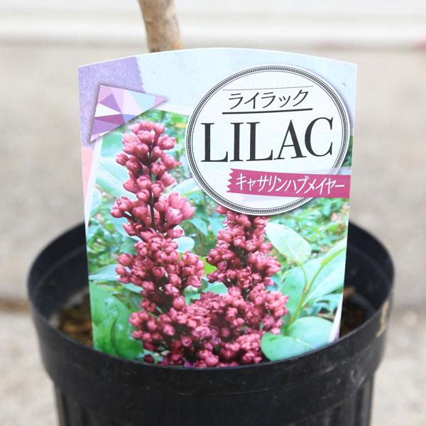 庭木 植木 花木：ライラック*花色選べます リラの木 : 遊恵盆栽 Yahoo