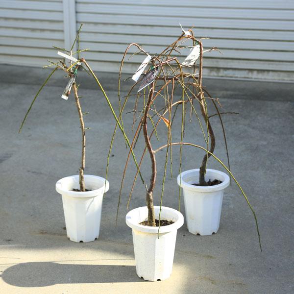 庭木：しだれ梅（ピンク）桃花* 樹高：約60cm 全高：80cm 当店 