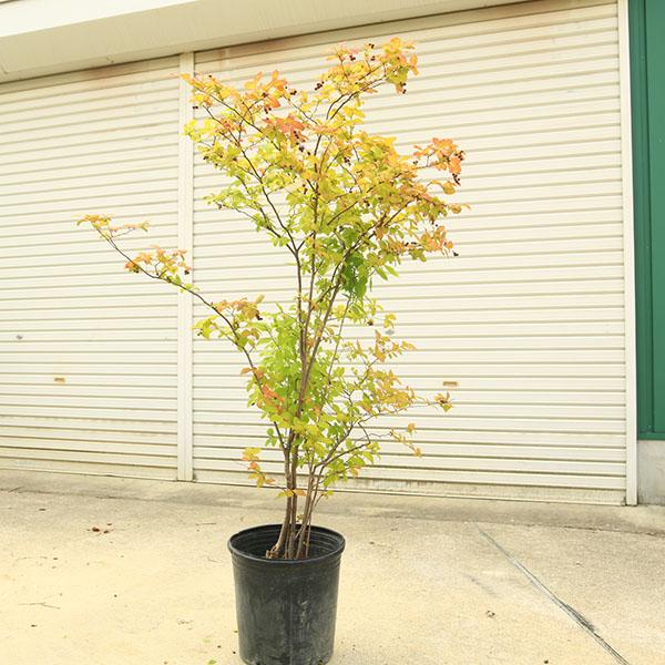希少庭木・植木：ナツハゼ（なつはぜ）* 現品限り！ 樹高：約130cm