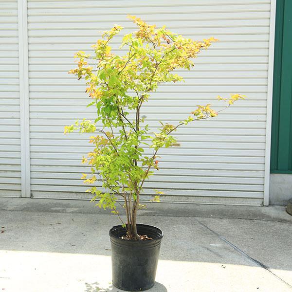 盆栽　ナツハゼ　樹高54cm 盆栽 ナツハゼ 樹高54cm