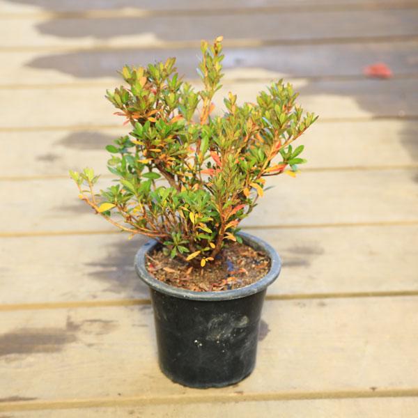 庭木 グランドカバー 苗：サツキ（大盃）*さつき ポット 5.5号 つつじ