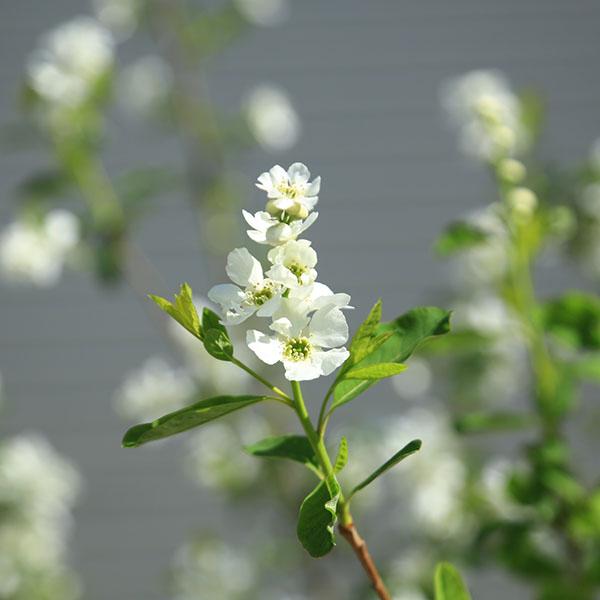 庭木 植木：利休梅（リキュウバイ）（りきゅうばい） 樹高150cm
