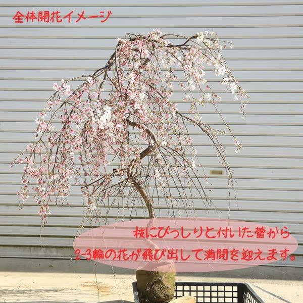 送料無料 特選庭木：しだれ桜(しだれ富士桜)*一重しだれ桜 樹高：約