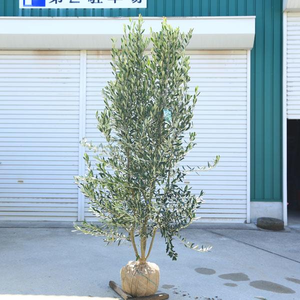 特選庭木・植木：オリーブ（シプレッシーノ）*樹高150cm 現品限り