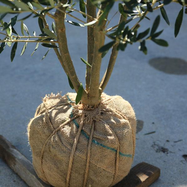 特選庭木・植木:オリーブ(シプレッシーノ)*樹高150cm 現品 特選庭木・植木:オリーブ(シプレッシーノ)*樹高150cm 現品