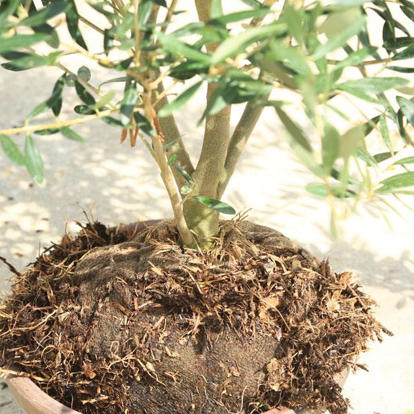 特選庭木・植木：オリーブ（シプレッシーノ）*樹高150cm 現品限り