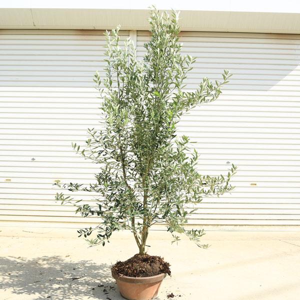 特選庭木・植木：オリーブ（シプレッシーノ）*樹高150cm 現品限り