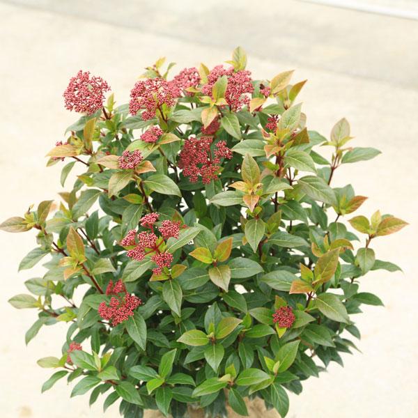 特撰植木 庭木：常緑ガマズミ ビバーナム ティヌス*超美品 5本
