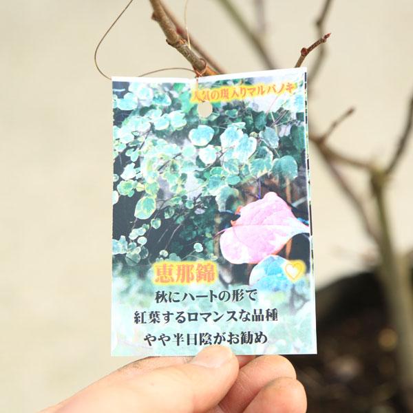 庭木 植木：マルバノキ(恵那錦)えなにしき*紅万作 べにまんさく 斑入り