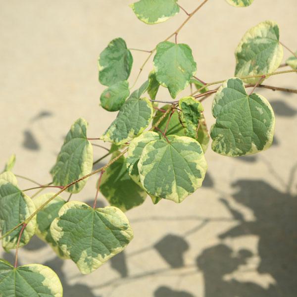 庭木 植木：マルバノキ(恵那錦)えなにしき*紅万作 べにまんさく 斑入り