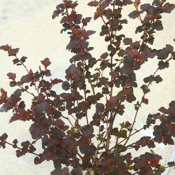 庭木・苗木・植木：アメリカコデマリ（ディアボロ）樹高100ｃｍ 直立型｜y-bonsai｜03
