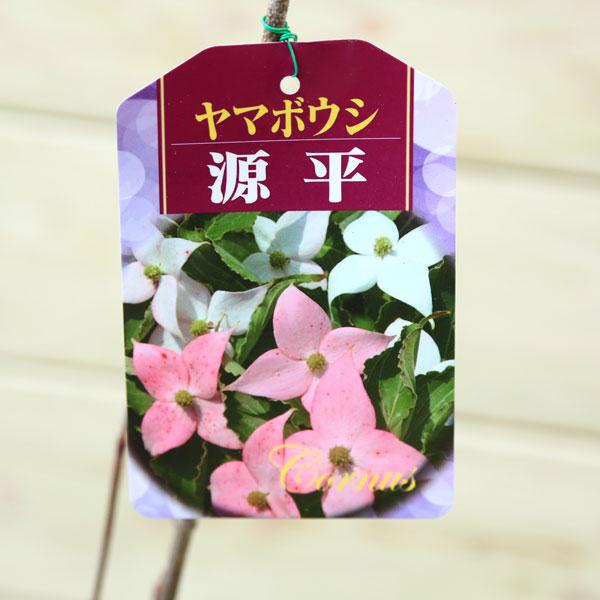 庭木・植木：源平ヤマボウシ（源平やまぼうし）*樹高：約110m ヤマト