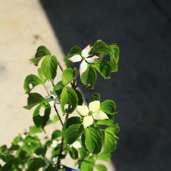 庭木・植木：源平ヤマボウシ（源平やまぼうし）*樹高：約110m ヤマト