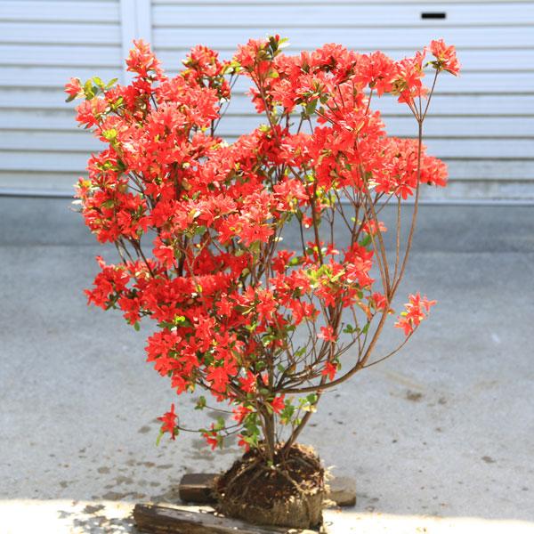 庭木・植木：本霧島ツツジ（本キリ）ほんきりしまつつじ 大株* くるめ