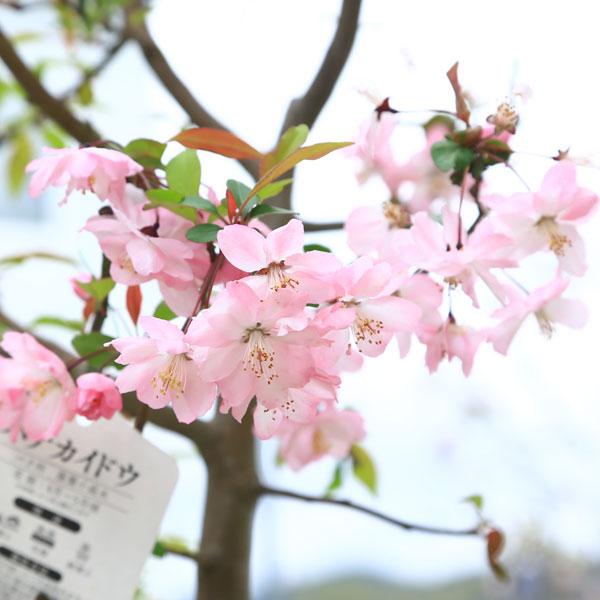特撰庭木・植木：花海棠（ハナカイドウ）樹高：120cm 現品限り *佐川