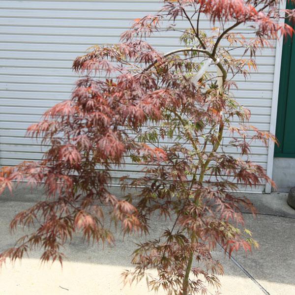 特撰庭木・植木：紅しだれもみじ（野村しだれもみじ）赤しだれもみじ
